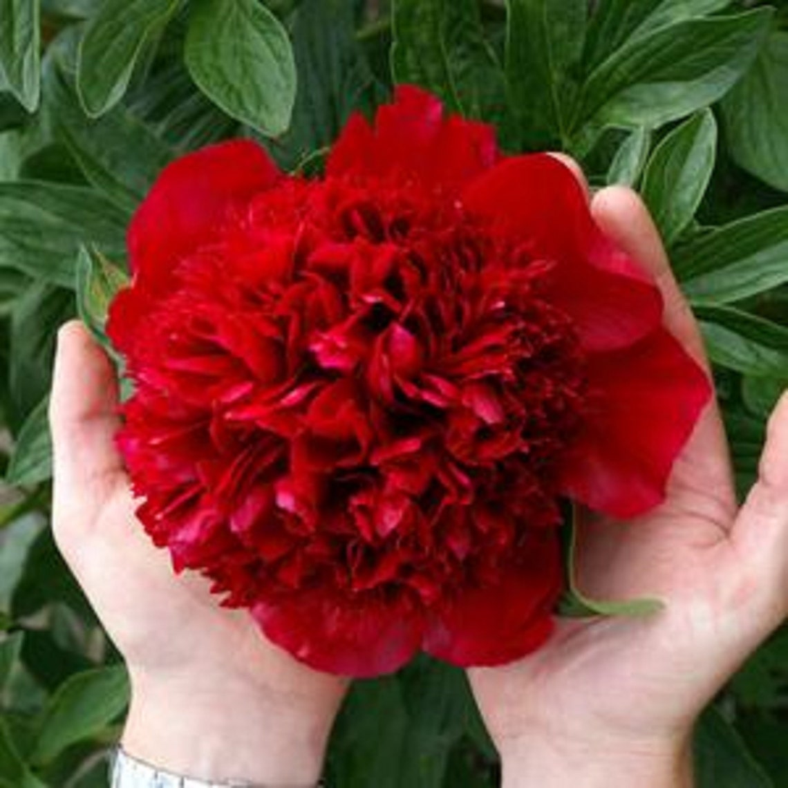 Peony Dark Deep Red Multi-petalled Flower Seeds big blooms | Etsy