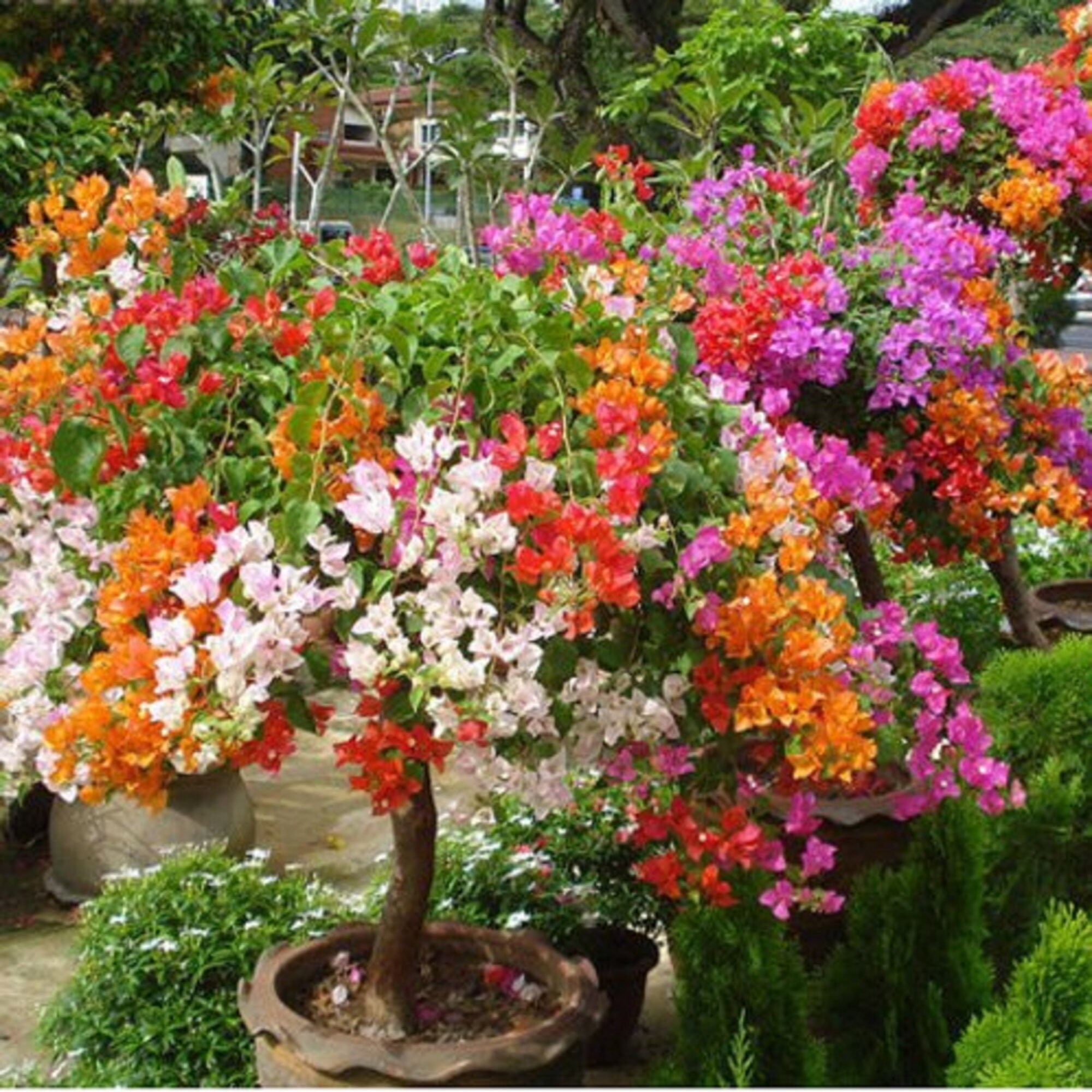 50PCS Bougainvillea Seeds Colorful Bougainvillea Etsy