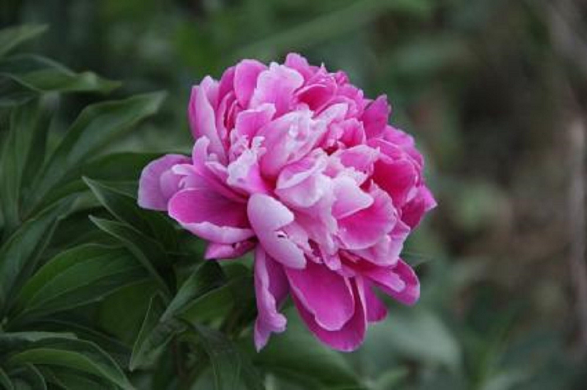 Light Purple Peony Plant Flower Seeds Professional Pack 5 Etsy