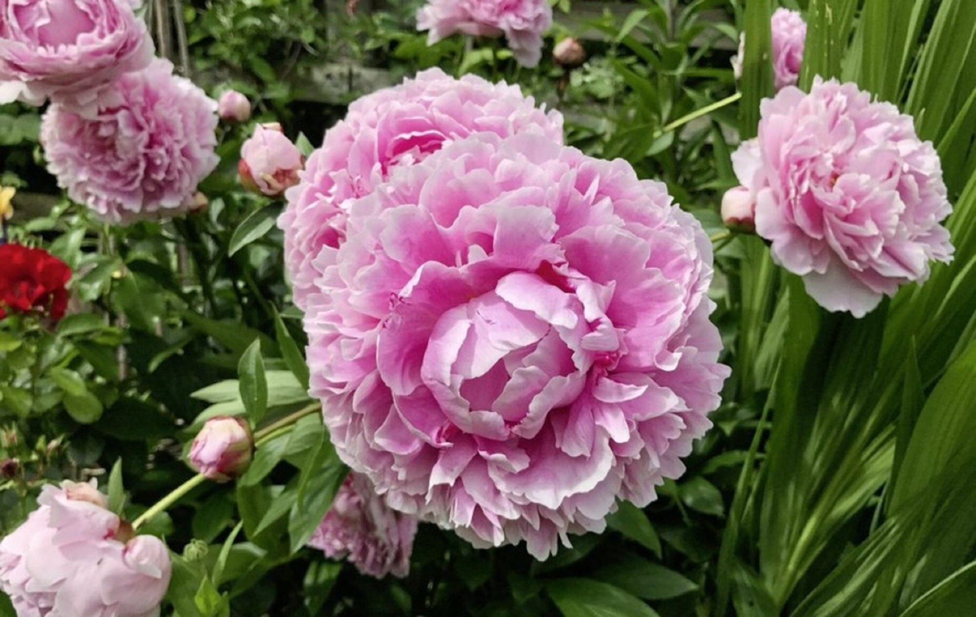 Light Purple Peony Plant Flower Seeds Professional Pack 5 Etsy