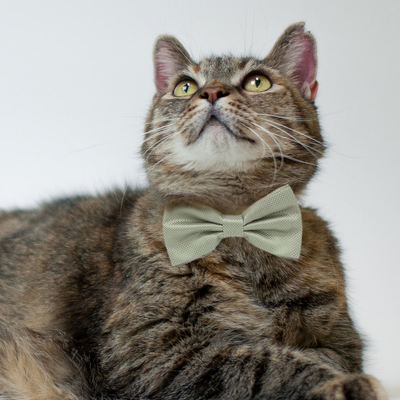 Sage Green Bow Tie Cat Collar S to L Collar Adjustable Leather Etsy