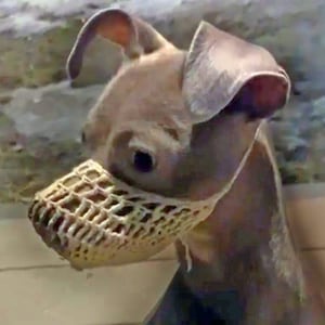Smuzzle: Un bozal suave que permite que su perro/gato sonría Bozal para mascotas Útil Anti-mordida Pequeño Mediano Grande Durabilidad Malla Portátil Multifunción