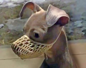 Muselière : une muselière souple qui permet à votre chien/chat de sourire Muselière pour animal de compagnie Utile Anti-morsure Petite Moyenne Grande Résistance Maille Portable Multifonction