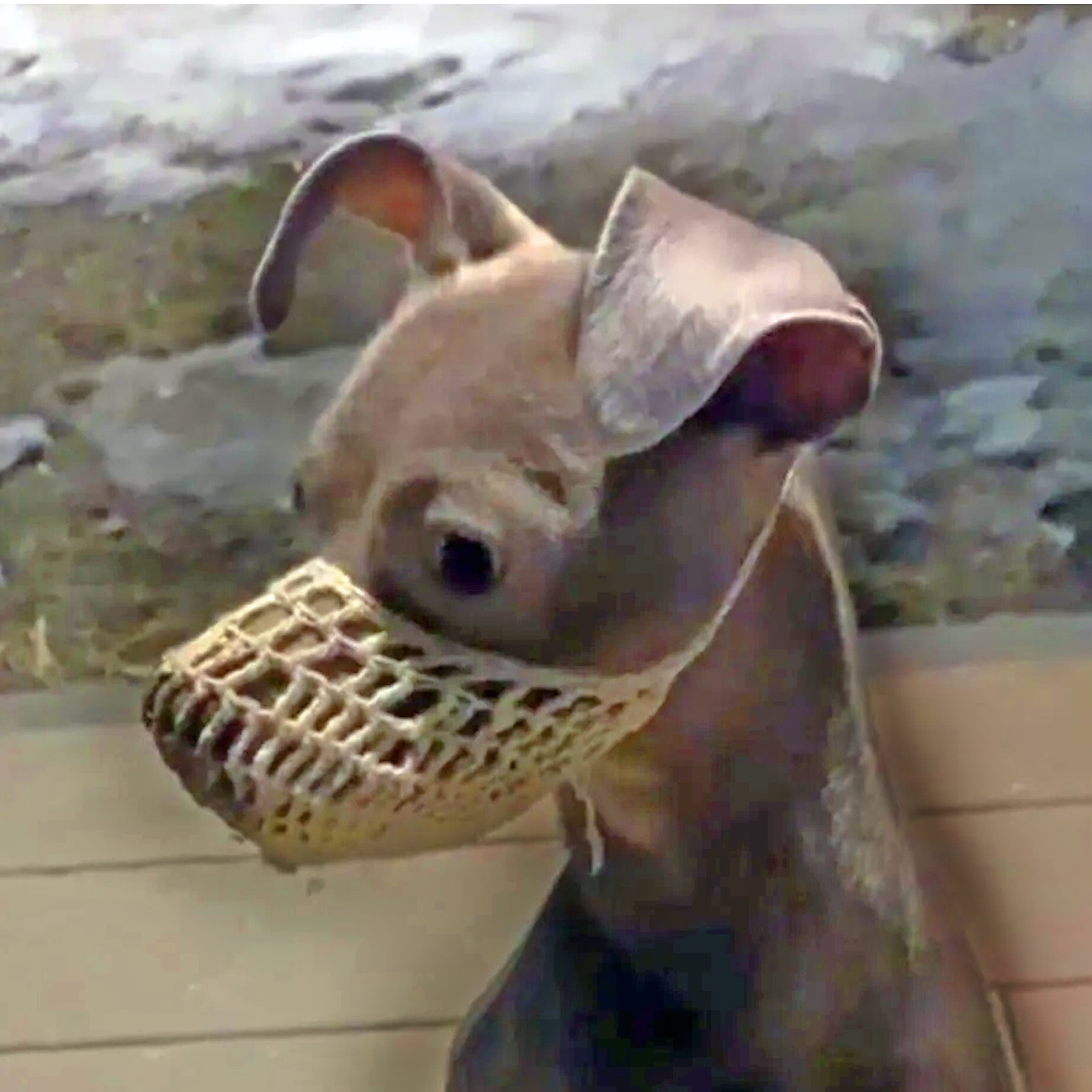 Dog muzzle for chihuahua hot sale