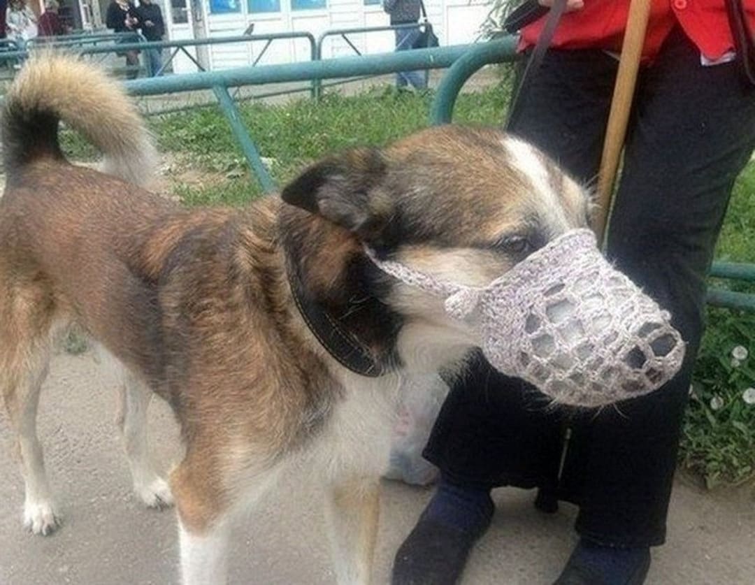 Diy dog muzzle top