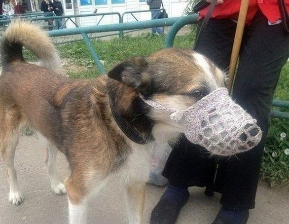 Diy muzzle discount