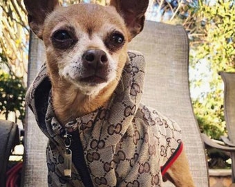 dog gucci jacket