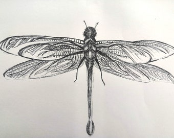 Prints of Insect sketches