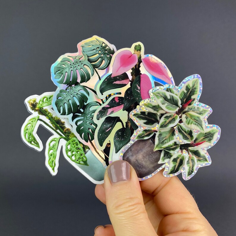 Sticker Set Monstera Deliciosa Philodendron Pink Princess Etsy