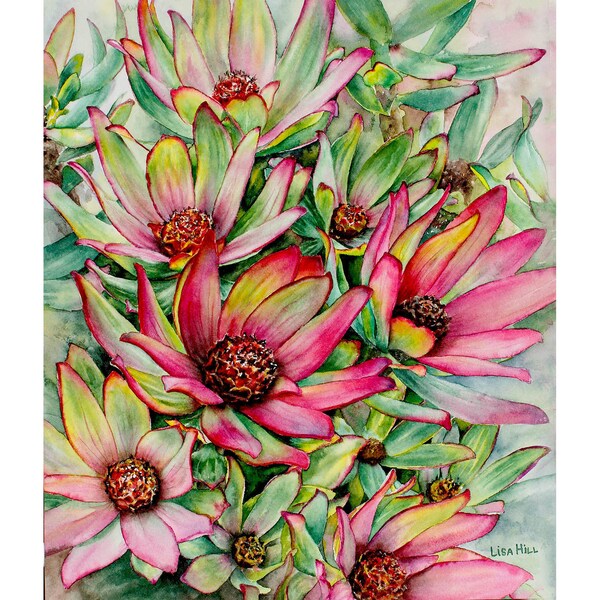 Watercolor of Leucadendron plant, realistic watercolor painting, colorful floral watercolor, green and pink floral painting, floral art