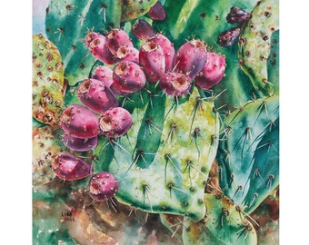 Op de afbeelding: Een aquarel van een stekelige peercactus met roze vruchten. De cactus is groen met scherpe stekels en de vruchten zijn felroze. Het schilderij is onderaan links gesigneerd met "Lisa Hill".
