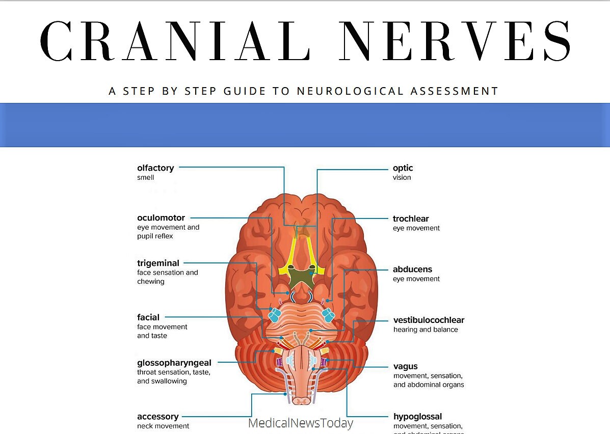 Circle Of Willis Cranial Nerves