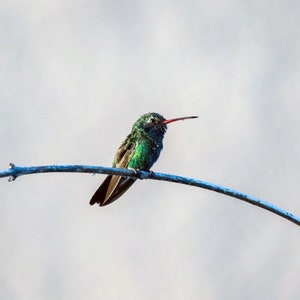 Hummingbird Digital Photograph