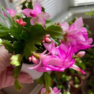 Christmas cactus Schlumbergera unrooted Cuttings, 2 cuttings/order,