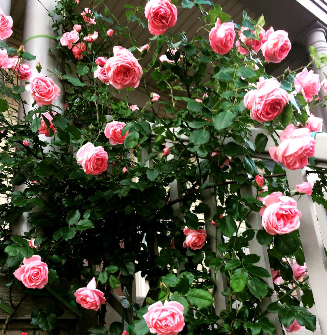 Coral Down Climbing Rose, 5 Stem Cuttings/order - Etsy Canada