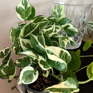 Pearl & Jade Pothos Cuttings, 2 Cuttings per order