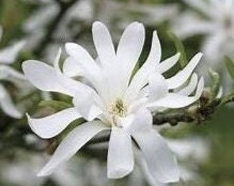 Magnolia Star, Magnolia Tree Seeds, 5 seeds/order