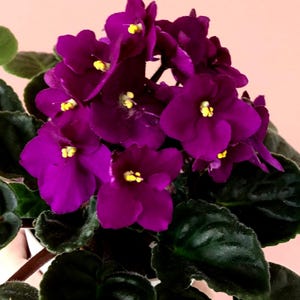 May include: A close-up of a vibrant African violet plant. The flowers are a deep purple with yellow centres, and the leaves are a dark green. The plant is in full bloom, with multiple flowers visible.