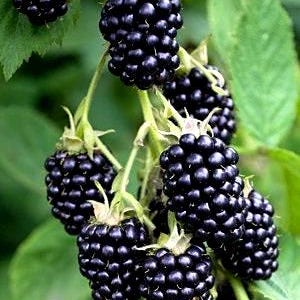 Blackberry bush, 10 Stem live cuttings/order