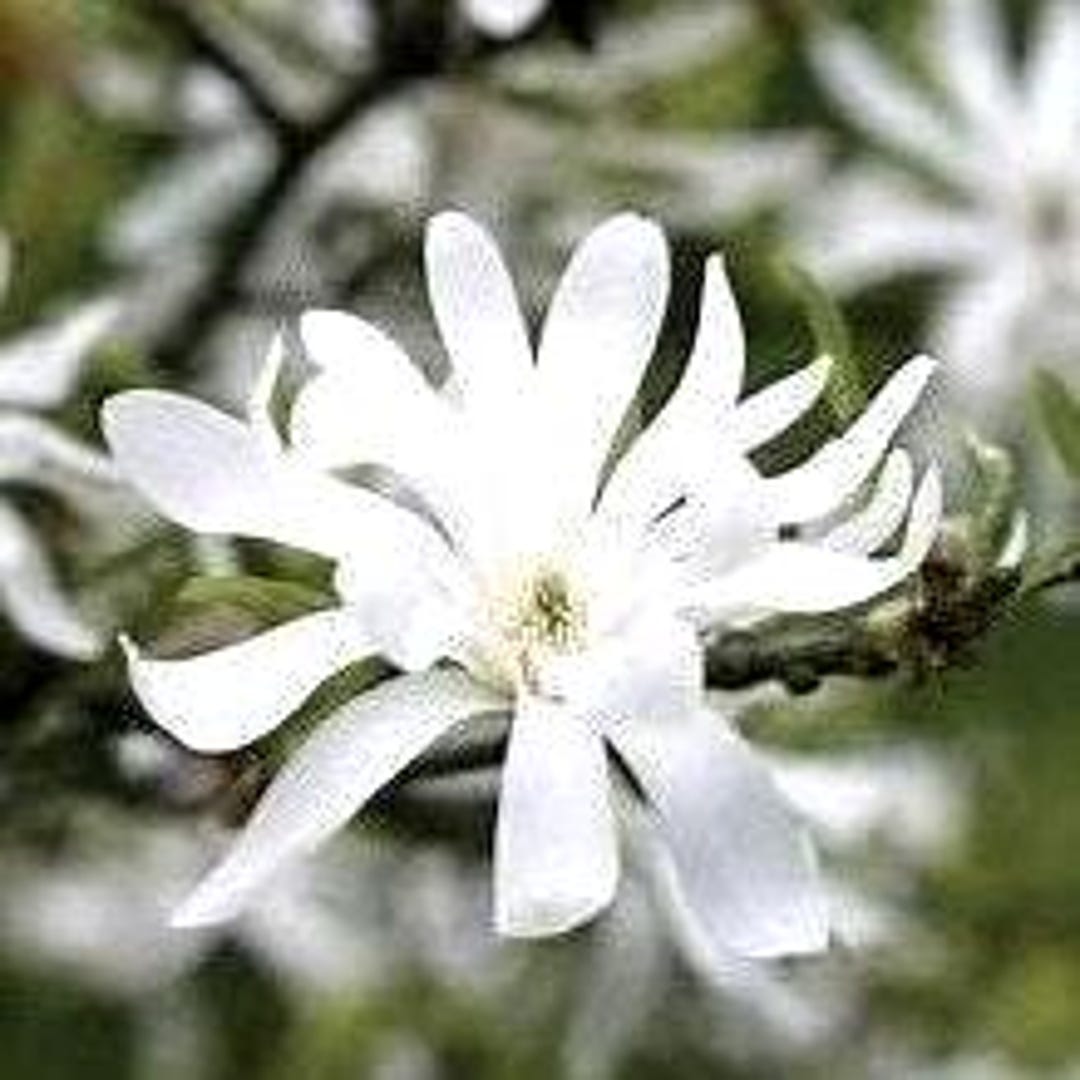 Star Magnolia Tree Seeds, Showy White Flowers, 5 Seeds/order