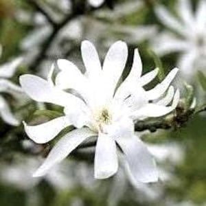 Op de afbeelding: Close-up van een witte magnoliabloem met meerdere lange, slanke bloemblaadjes. De bloem staat in volle bloei en toont zijn delicate structuur. De achtergrond is wazig, met hints van groen gebladerte en takken.