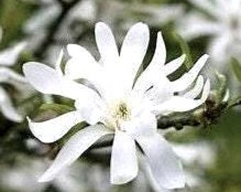 Star Magnolia Tree Seeds, Showy White Flowers, 5 Seeds/Order