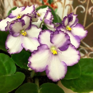 African Violet Leaf unrooted cuttings, 1 leaf/order,