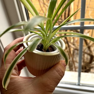 May include: A small potted plant with green and white striped leaves in a beige and white ceramic pot. The plant is being held by a hand in front of a window.