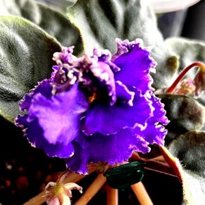 Feuille de violette africaine coupée, une feuille/commande