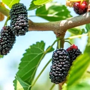 May include: Several ripe, dark purple to black mulberries hang from a light brown tree branch. The elongated, bumpy fruits are surrounded by bright green, serrated leaves. A few smaller, lighter-coloured, and reddish berries are also visible.