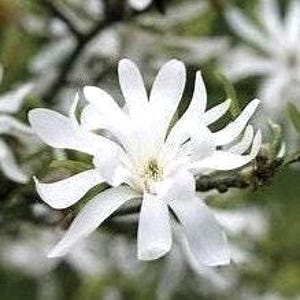 Star Magnolia Tree Seeds, opzichtige witte bloemen, 5 zaden/bestelling