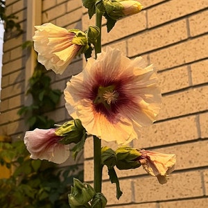 APRICOT CELEBRITY HOLLYHOCK Alcea rosea