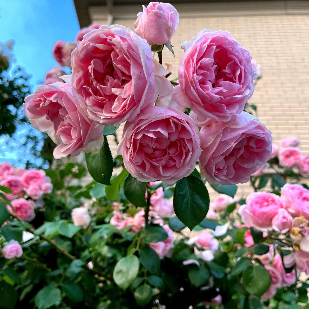 Interesting Info About Cinderella Fairy Tale Rose