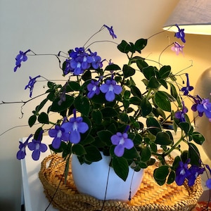 Peut inclure: Une plante de Streptocarpus avec des fleurs bleues vibrantes et des feuilles vertes. La plante est dans un pot en céramique blanc, posée sur un plateau tressé. Les fleurs ont une forme unique et sont en pleine floraison.