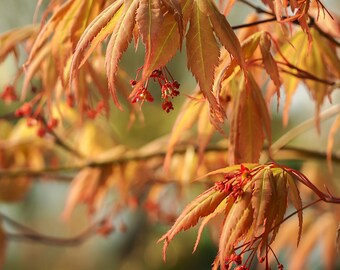 Greeting Cards | Blank Cards | Flower Photography | Landscape Photography | 22069 Acer Nicholsonii in Spring