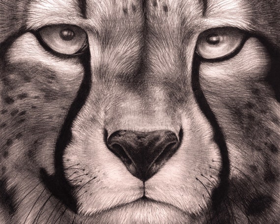 Cheetah - Shadow and Form - Drawings & Illustration, Animals, Birds, &  Fish, Wild Cats, Cheetah - ArtPal