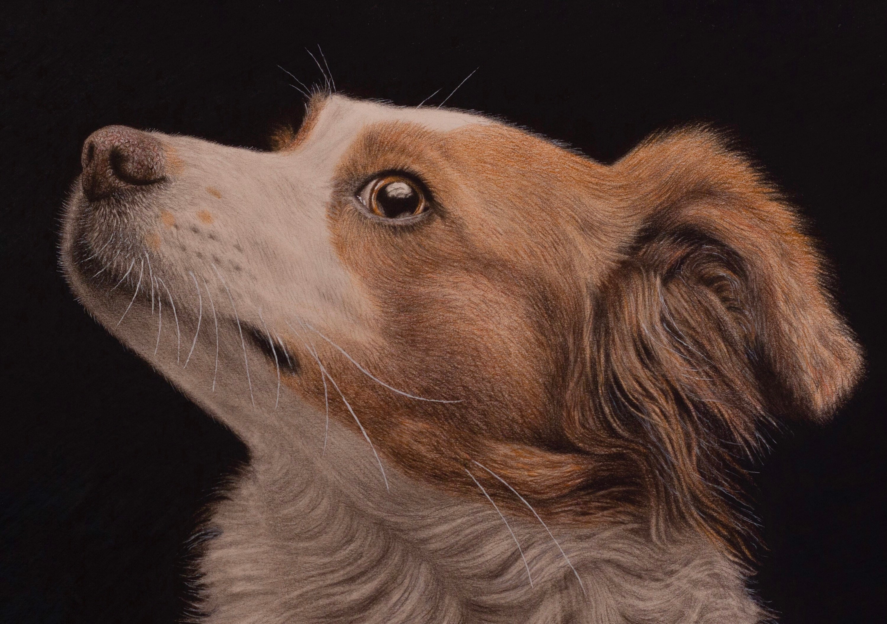 RADA RETRATO DE PERRO Lápices de colores polychromos - Etsy España