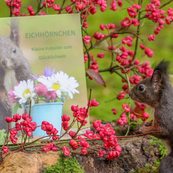 Eichhörnchen - Kleine Kobolde zum Glücklichsein, ein toller Foto-Geschenkband, für alle die Tiere lieben