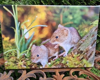 Photo on canvas (30 x 20 cm): Rubella voles in spring