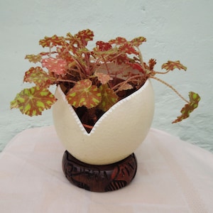 May include: A small plant with green and red leaves growing in a white ostrich egg shell planter. The planter is sitting on a wooden base with a carved design.