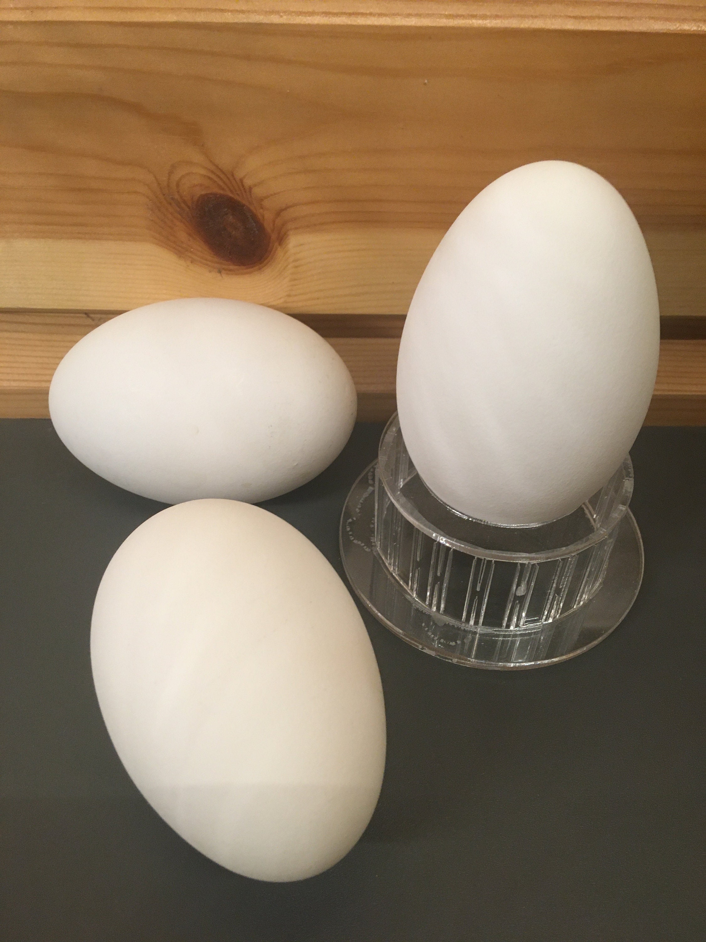 6 X Blown Goose Egg Geese Eggs Supplies to Use for Decoration Craft