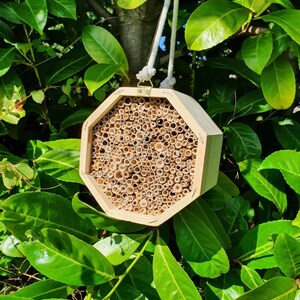 Bee Hotel - Medium