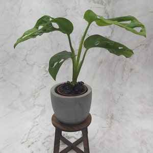 May include: A potted Monstera plant with vibrant green leaves, displayed on a small, dark brown wooden stool. The plant is in a gray concrete pot. The background is a marble-patterned surface.