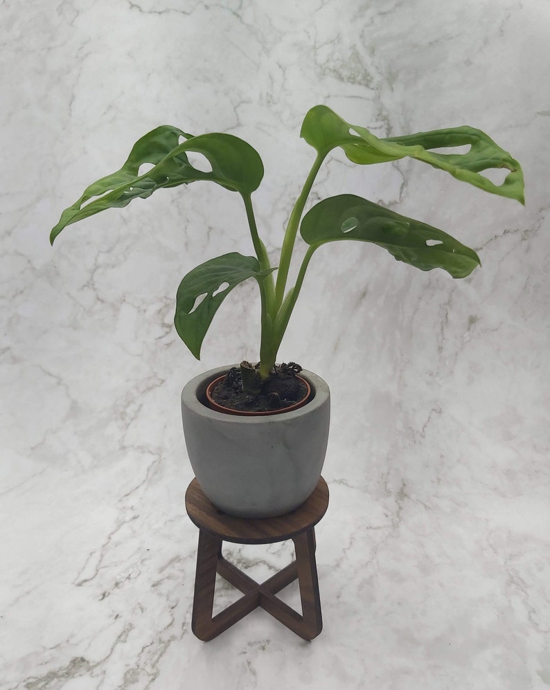 May include: A potted Monstera plant with vibrant green leaves, displayed on a small, dark brown wooden stool. The plant is in a gray concrete pot. The background is a marble-patterned surface.