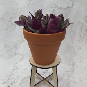 May include: A small terracotta pot filled with a Wandering Jew plant, featuring deep purple and green striped leaves. The pot sits on a small, natural wood-colored, laser-cut plant stand.