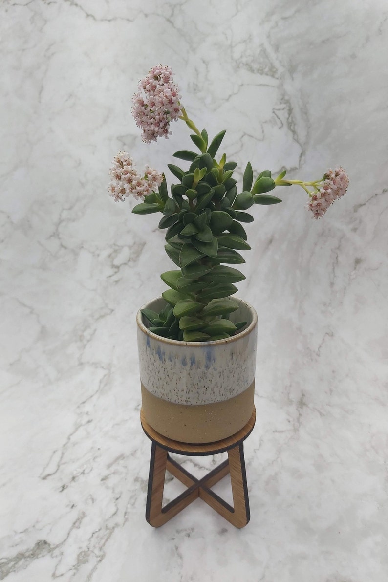 May include: A potted succulent plant with green leaves and small pink flowers. The plant is in a ceramic pot with a speckled white and tan finish, sitting on a small wooden stand. The background is a marble pattern.