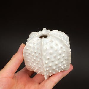 Pode incluir: Um objeto decorativo de cerâmica branco e espinhoso. O objeto tem uma superfície texturizada com pequenas protuberâncias espaçadas uniformemente. O design lembra um ouriço-do-mar ou uma forma natural semelhante. O objeto é segurado em uma mão sobre um fundo preto.