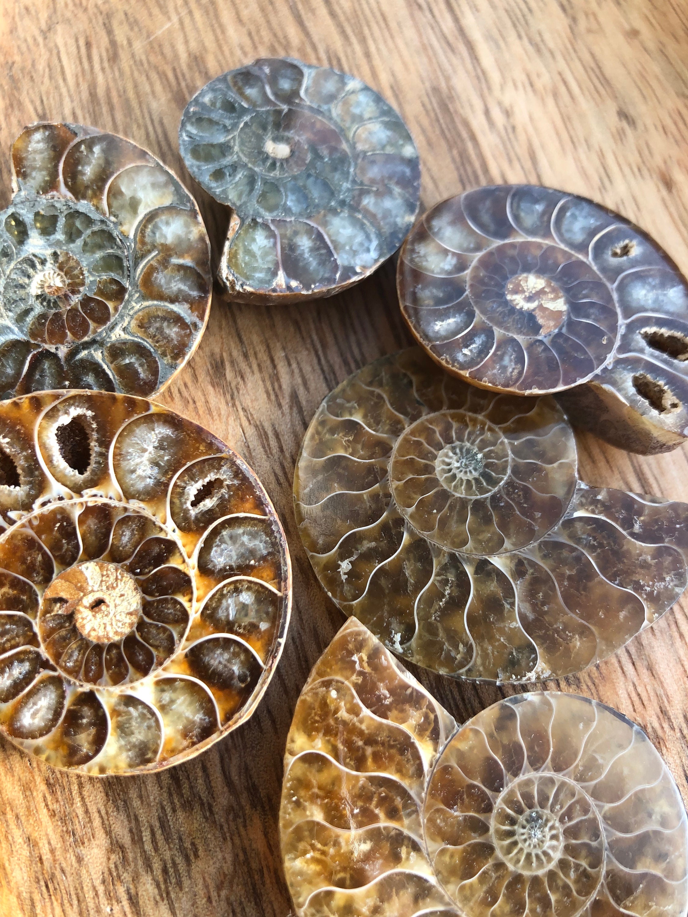 Cut and Polished Ammonite (Pair)