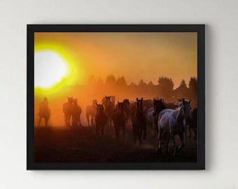 May include: A herd of horses running through a field at sunset. The sun is setting behind the horses, casting a golden glow on the scene.