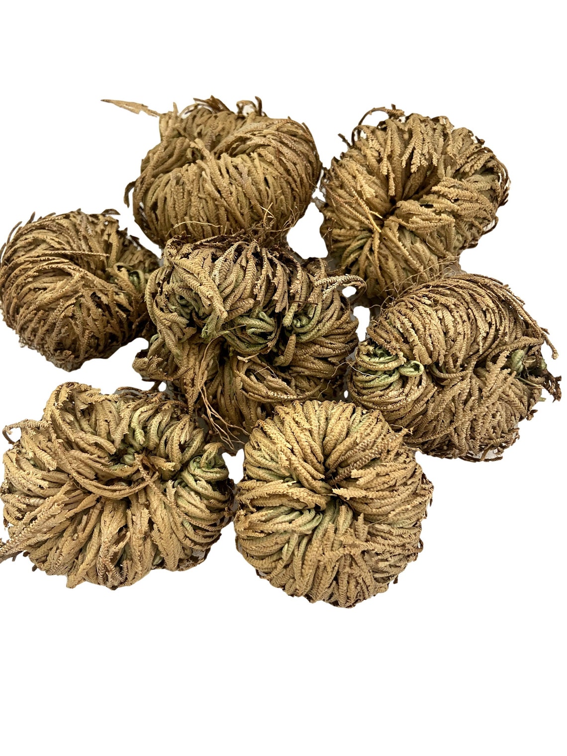 Jericho Flower Rose of Jericho Resurrection Whole Dried Etsy